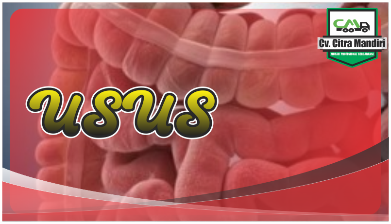 Penyakit usus