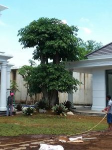 Jenis Pohon Perindang