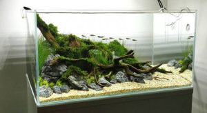 arti aquascape