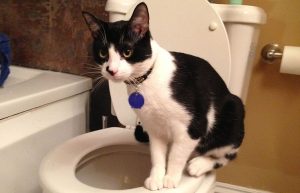 kucing peliharaan berak di wc