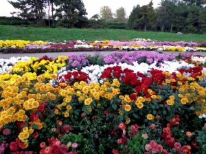 varian jenis bunga krisan