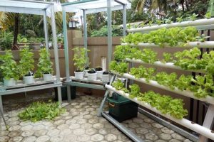 budidaya sayuran hidroponik