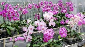 bunga anggrek tercantik