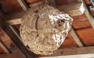 membuang sarang tawon