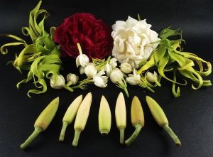 varian bunga setaman